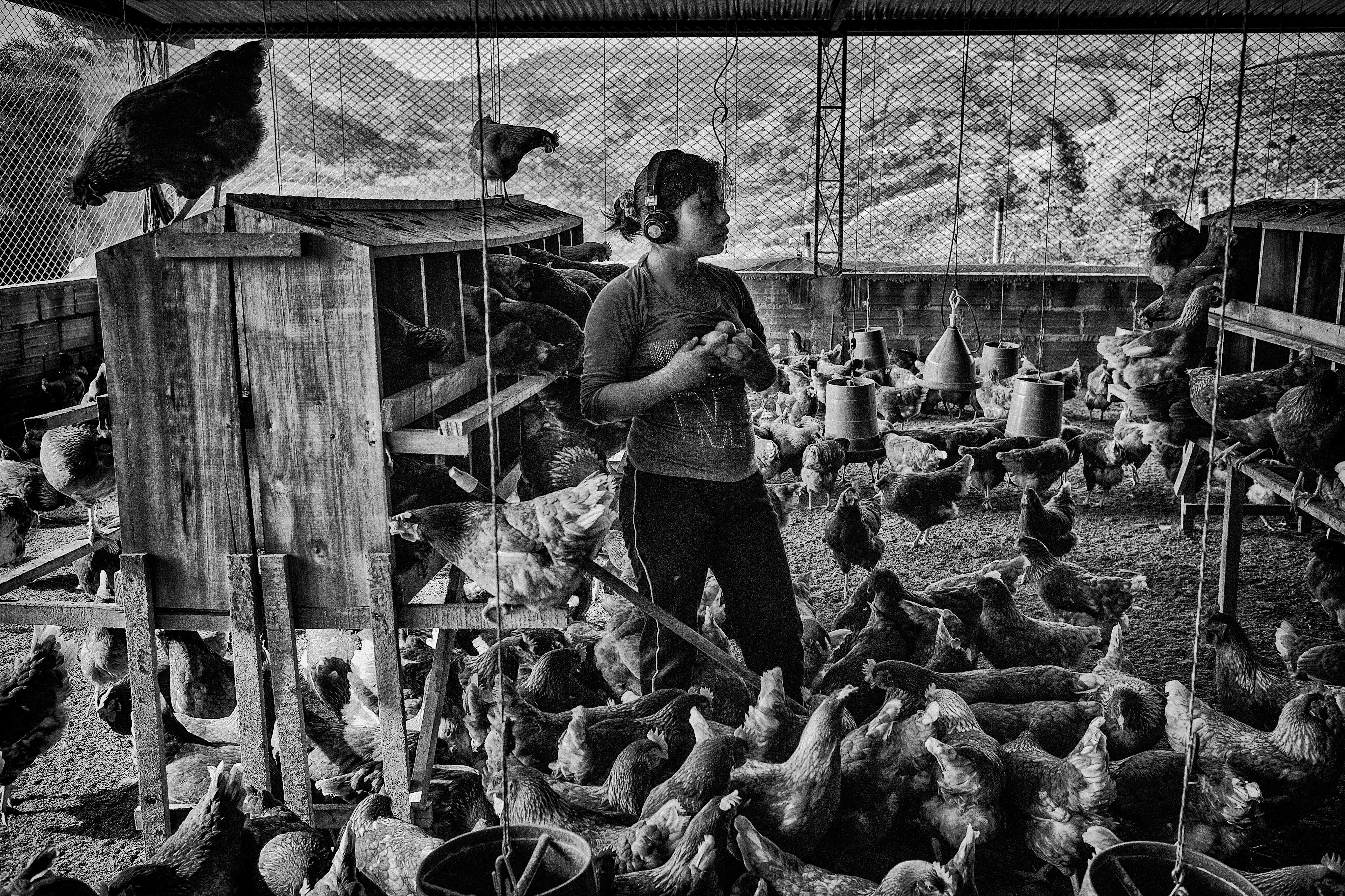 Eudalia (14 ans) dans une ferme d’élevage de poulets, dans le cadre de la formation pour enfants soldats démobilisés. Ces jeunes pourront faire bénéficier leur communauté des techniques agricoles qu’ils auront assimilées. Caldas, septembre 2014.

Eudalia (14) on a chicken farm as part of the training for demobilized child soldiers who will then return to their communities and introduce new farming ideas. Caldas, Colombia, September 2014.
