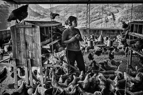 <p class='fr'>
	Eudalia (14 ans) dans une ferme d’élevage de poulets, dans le cadre de la formation pour enfants soldats démobilisés. Ces jeunes pourront faire bénéficier leur communauté des techniques agricoles qu’ils auront assimilées. Caldas, septembre 2014.
	</p> <p class='en'>
	Eudalia (14) on a chicken farm as part of the training for demobilized child soldiers who will then return to their communities and introduce new farming ideas. Caldas, Colombia, September 2014.
	</p>